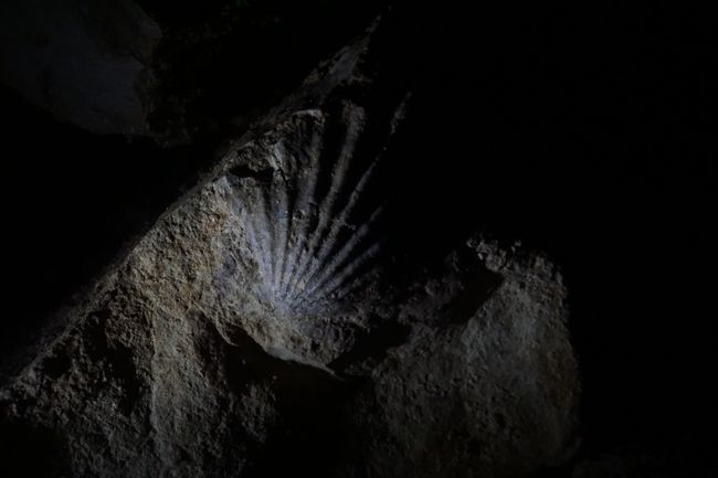 Muschelfossil in der Ruakuri Cave