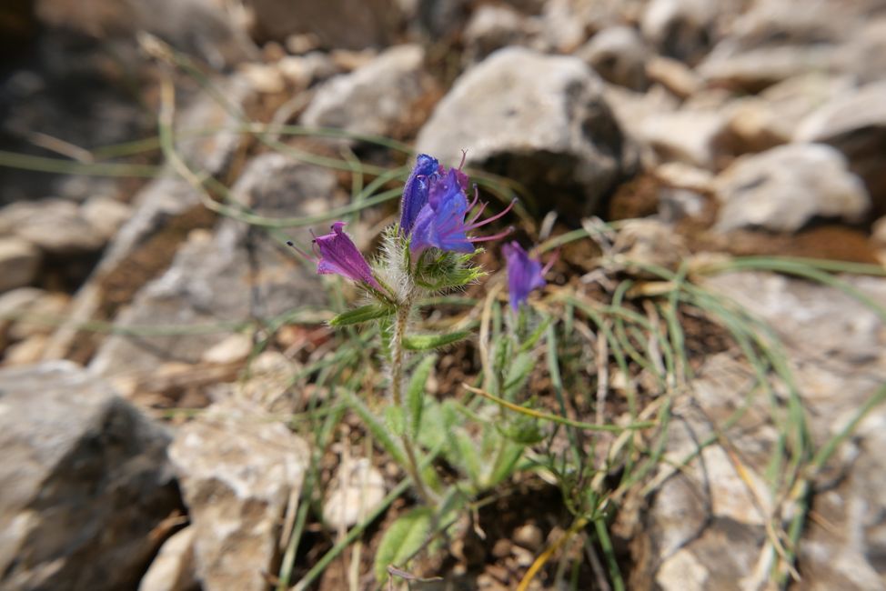 2021 - Juli - Wanderung im Luberon, Tag 2, Rundwanderweg zum "Forets des Cedres" dem Zedernwald