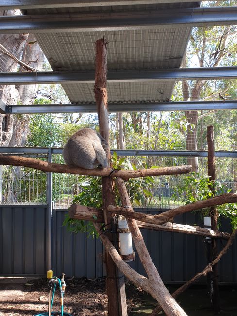 Koala Hospital, Port Macquarie