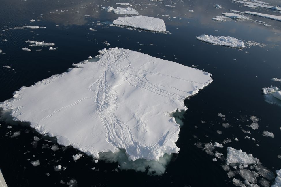 Antarctica - Ross Sea - Penguin Tracks