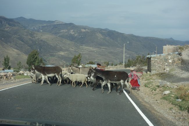 Typische Hindernisse auf den Landstraßen in Peru