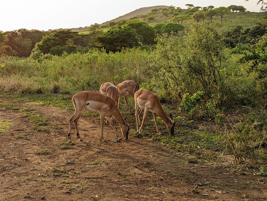 Hluhluwe-Imfolozi-Nationalparks