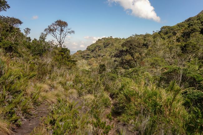 Am nächsten Tag ging es dann auf Wanderung zur Laguna Iguaque. In schönster Páramo Landschaft ging es wieder bis auf 3600m nach oben. 