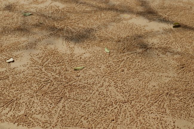 Many small sandballs from digging crabs.