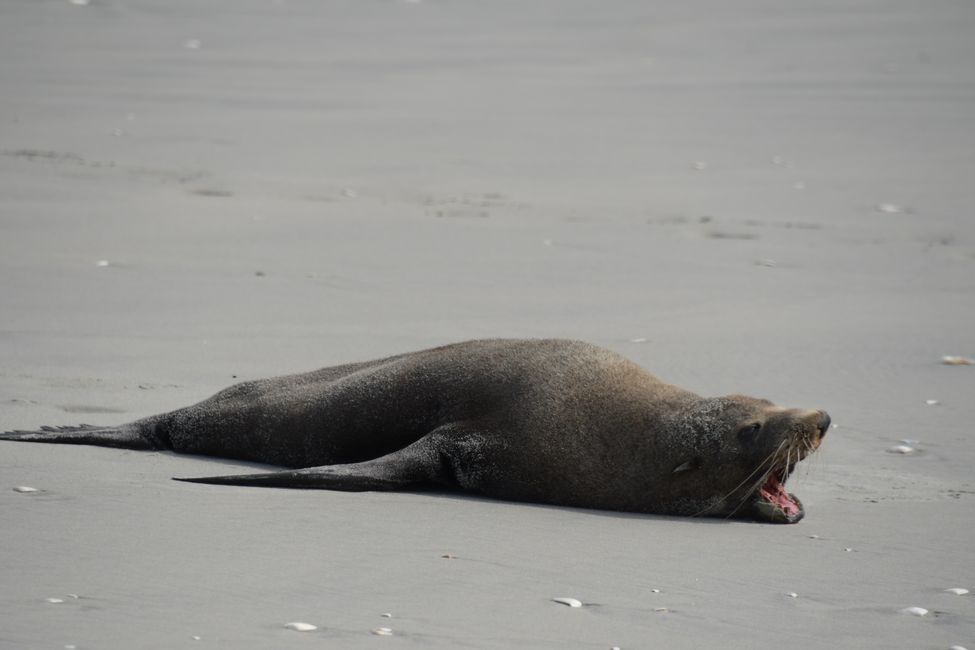 Farewell Spit: Seal