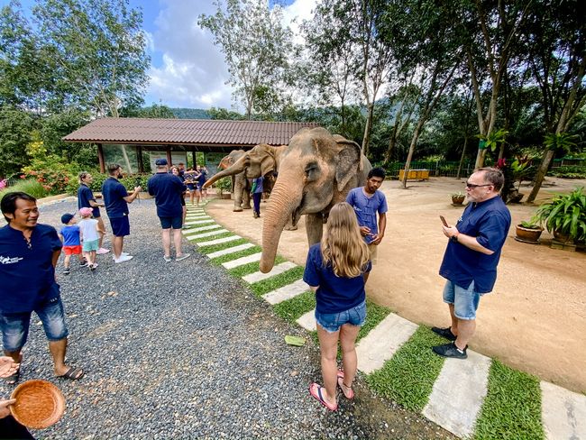 Day 7: Koh Samui Elephant Sanctuary