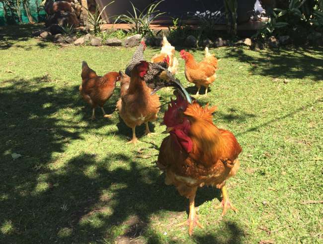 Aggressive rooster with a flock of chickens