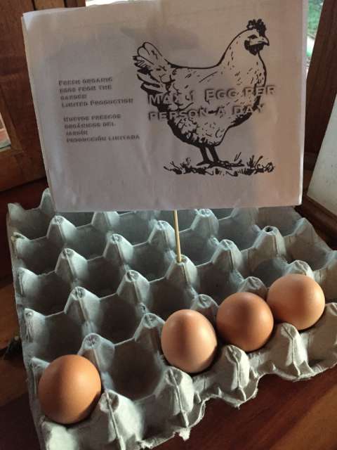 Fresh eggs as a result
