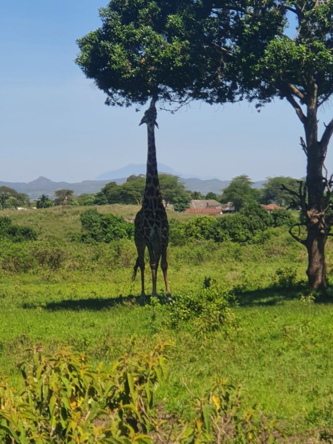 Eine Giraffe im Arusha Nationalpark