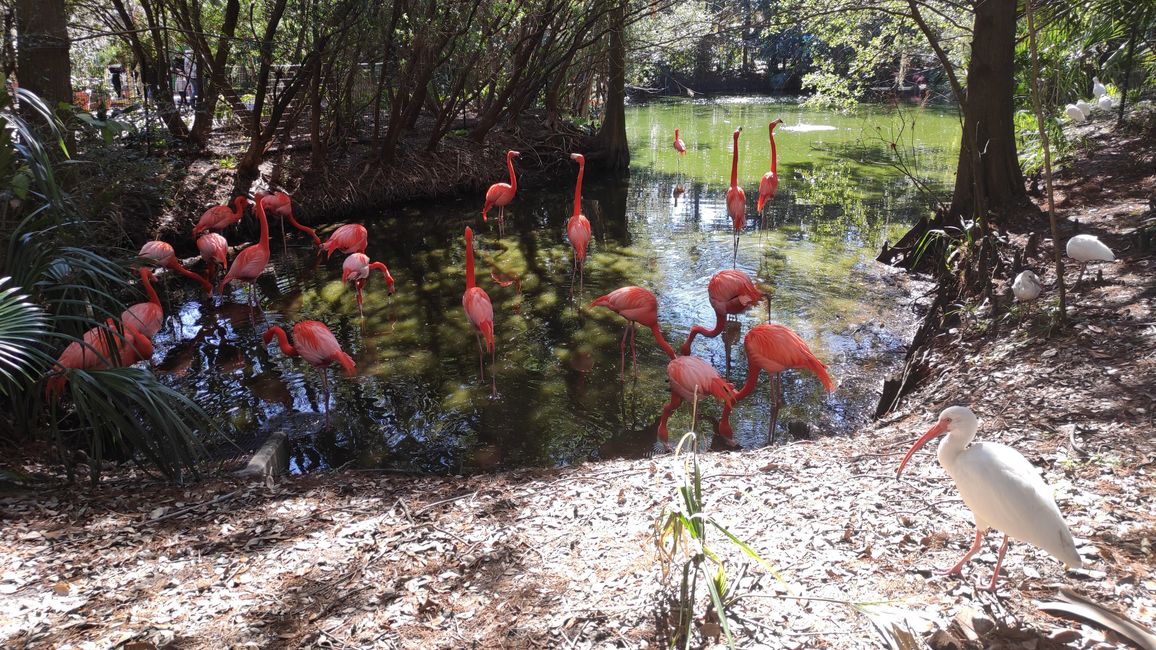 Kebun Binatang Jacksonville