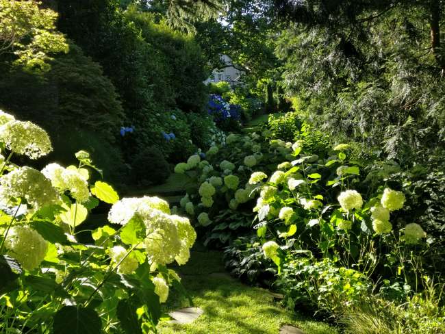 Glorious hydrangeas in the villa garden