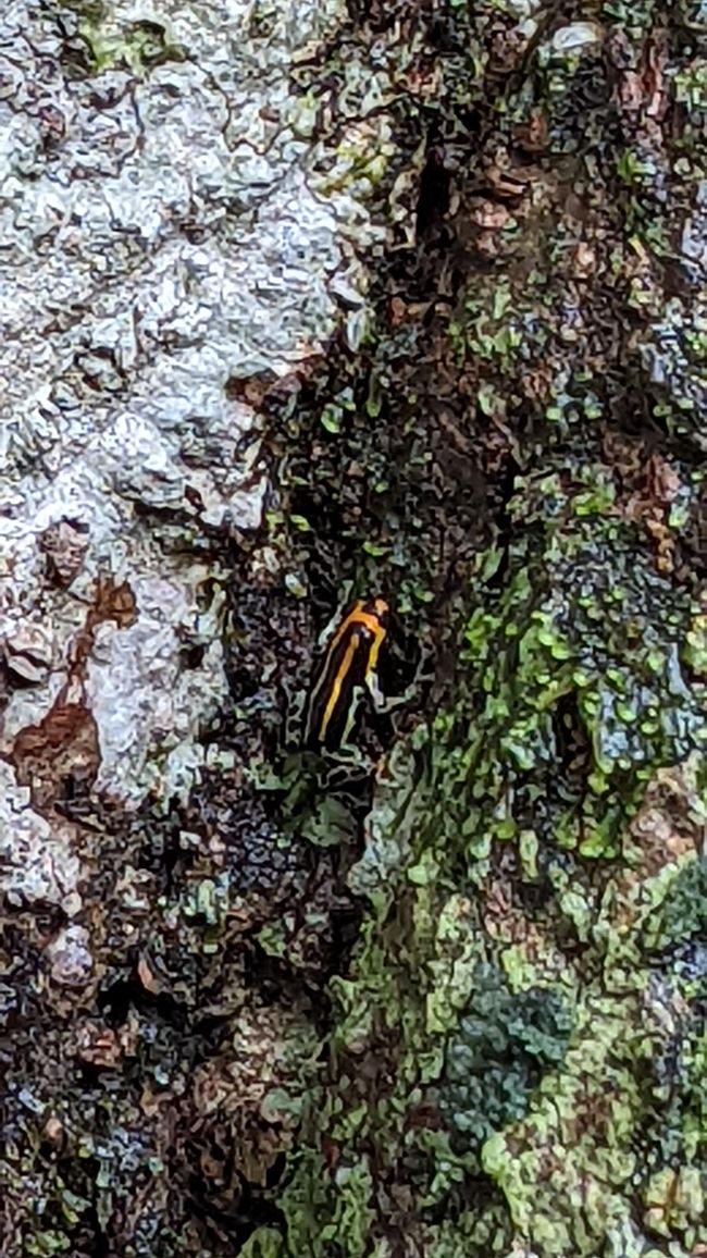 3. Tag im Amazonas-Dschungel