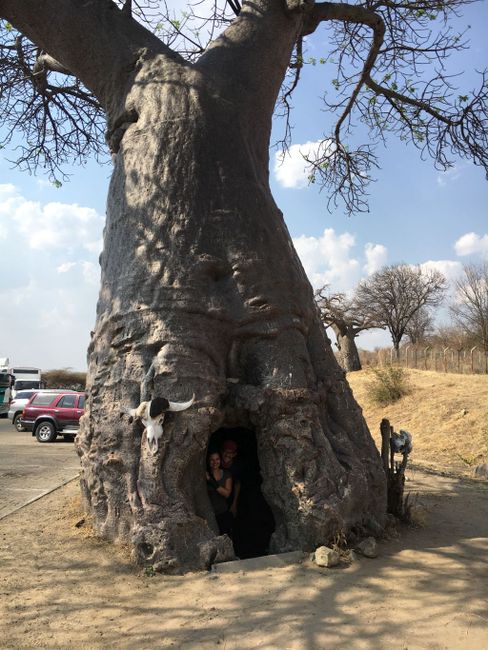 Baobab tree on the border between Namibia and Botswana