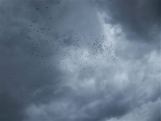 The birds observe the spectacle from above