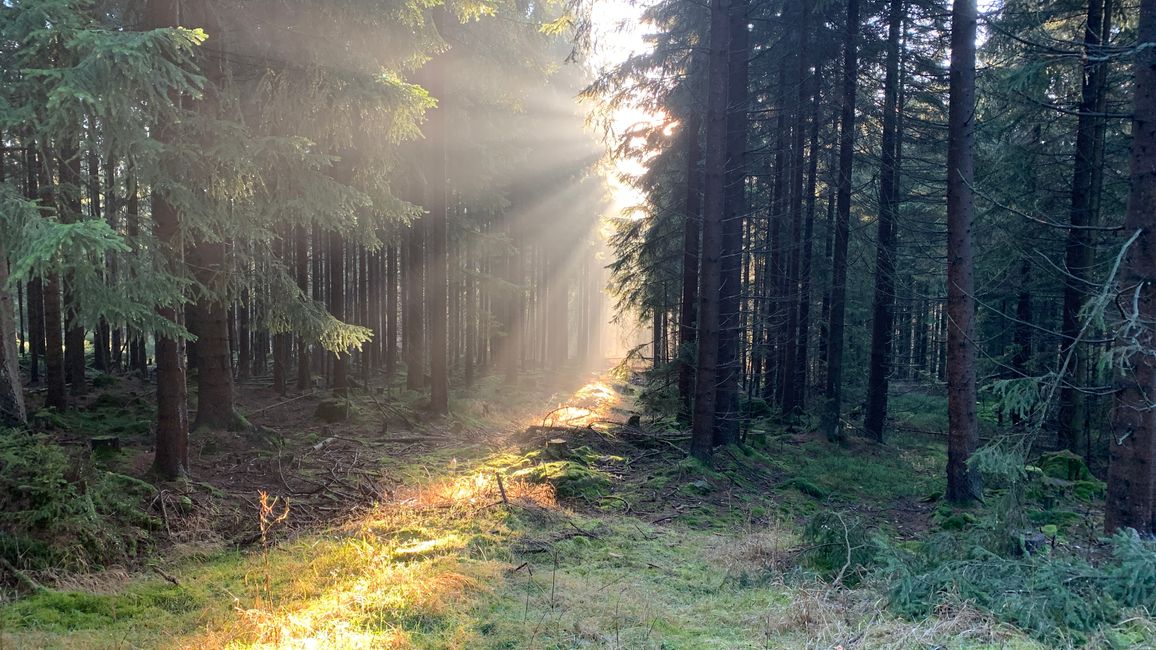 Sunrays in the Pine Forest