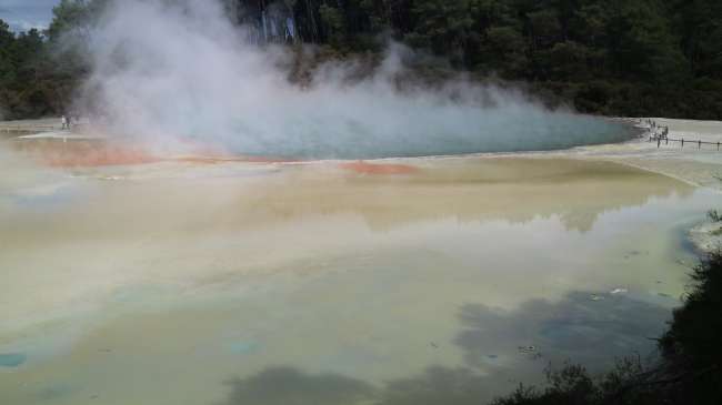 Hot springs and geysers in Rotorua