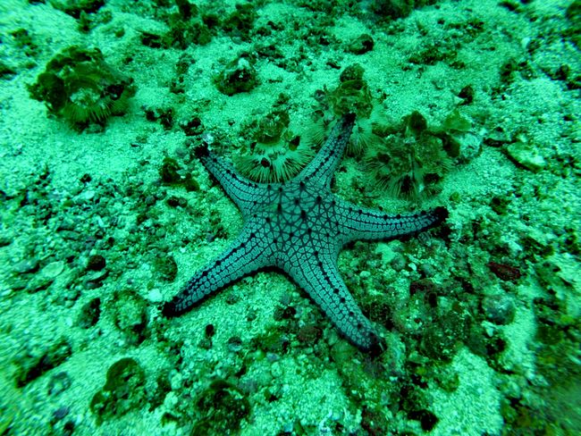 Discover the underwater world of Malapascua