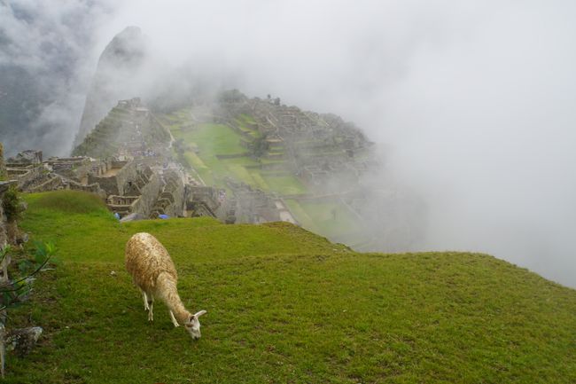  Die legendäre Inkastadt Machu Picchu - der Nebel sorgt für eine noch mystischere Kulisse 