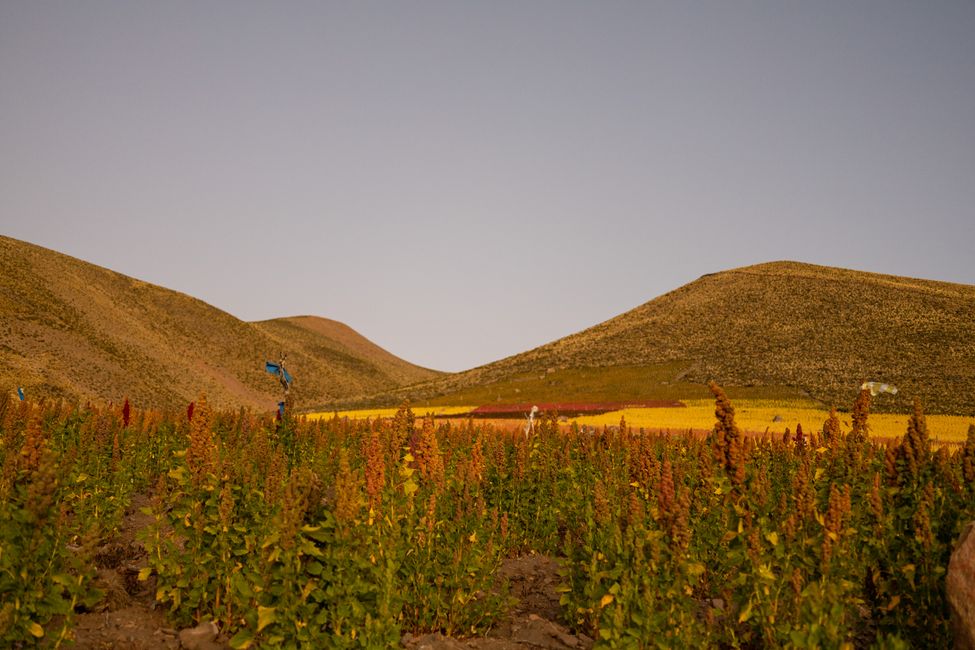 Colorful quinoa fields
