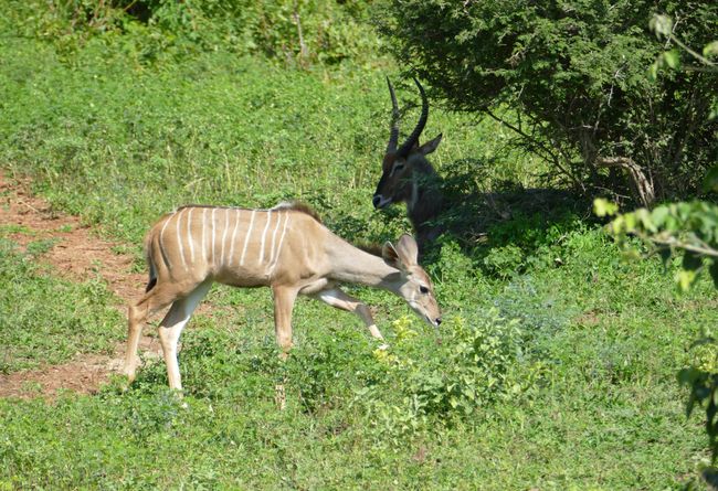 Kudu (Männchen im Hintergrund)