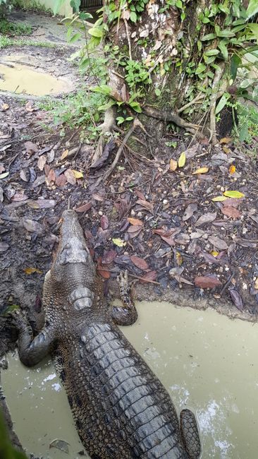 Krokodile in Semenggoh Wildlife Centre