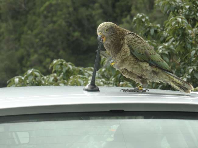 Keas: mountain parrots that love to steal rubber parts from cars!