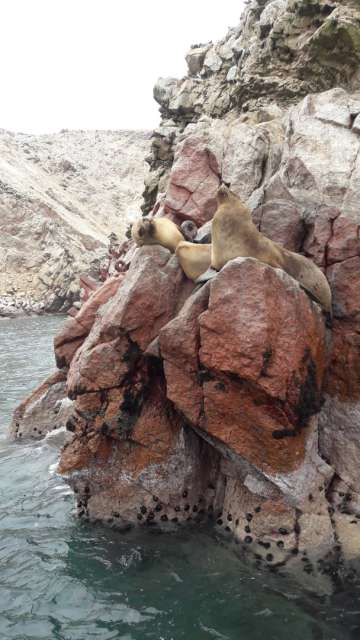 Sea lions on Ballestas Island