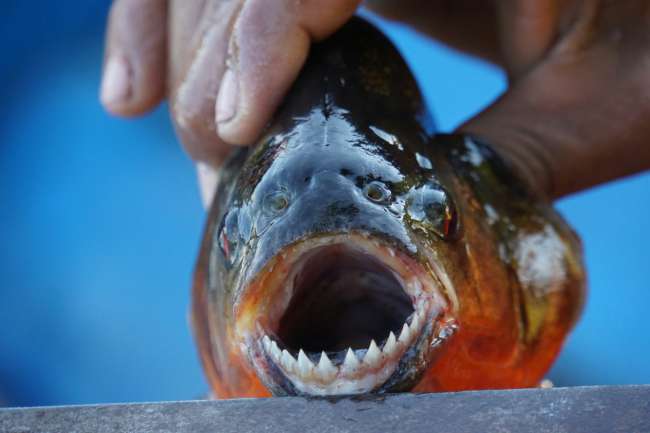 Decent teeth on a piranha
