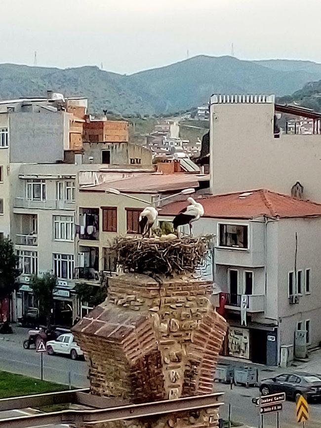 Selcuk.. Storks building their nest 😊