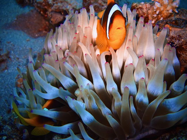 Visiting Nemo while diving in the Red Sea