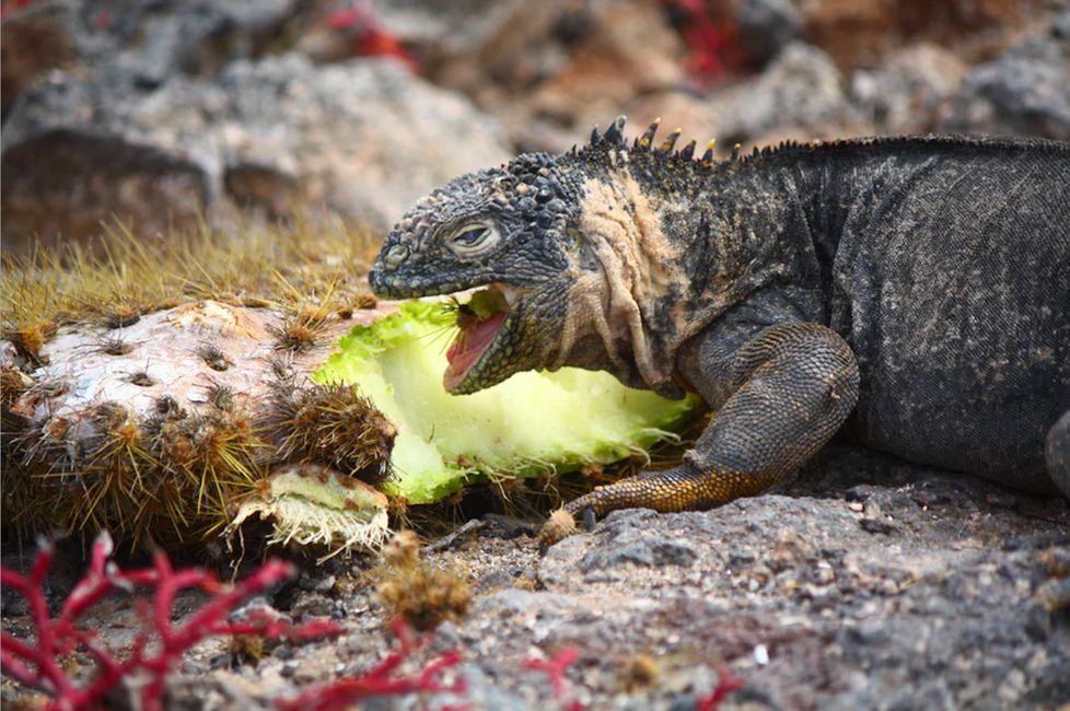 Marine Iguana eating a pineapple