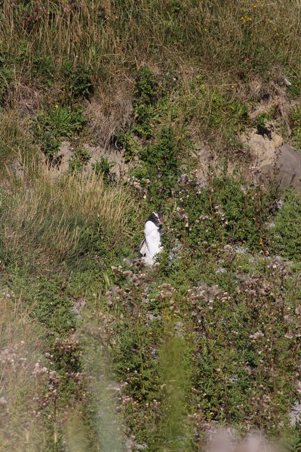 Baby Pinguin mit noch ganz flauschigem Gefieder (Curio Bay - petrified forest)