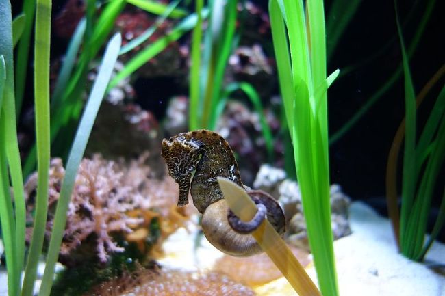 Seahorse