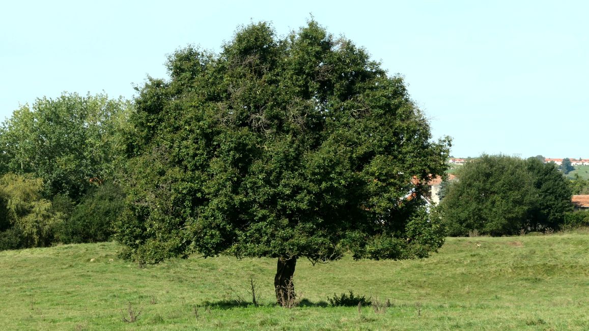 12. Etapa Boo de Piélagos a Santillana del Mar