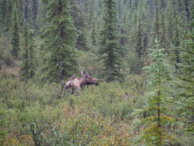 A Moose a day ...