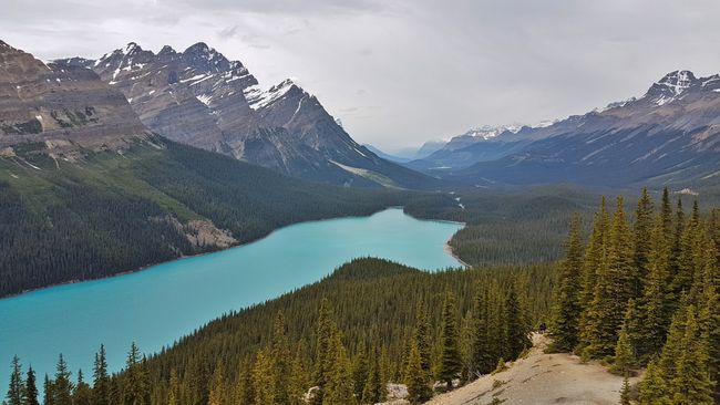 Peyto Lake (am Icefields Parkway)