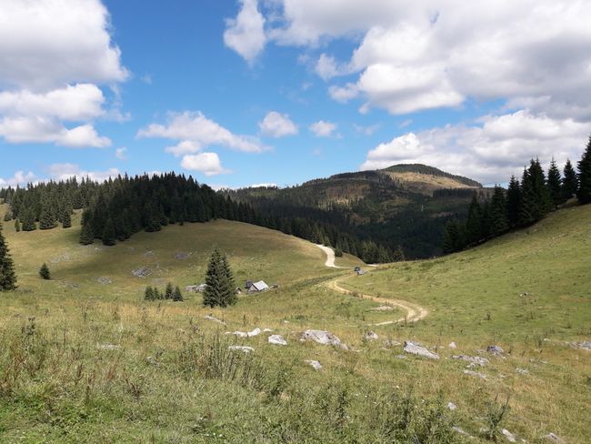Alpine meadow just behind Padiș