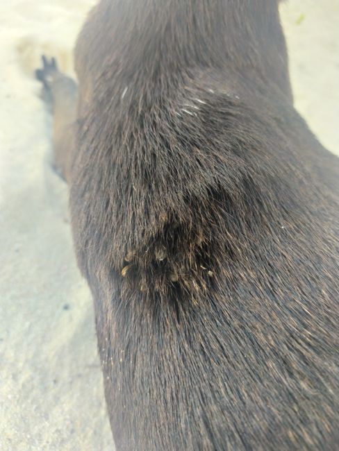 When we met Elsa's son's dog, he probably had 200 ticks all over his body (which is why we called him Tick). Unfortunately, he didn't like being freed from the pests, but we didn't give up and took every opportunity. After 2 days, Elsa apparently scolded her son and he put some pretty nasty tick repellent on Tick's fur, which at least got rid of most of the ticks.