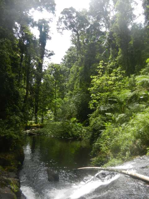 rainforest in Lamington National Park