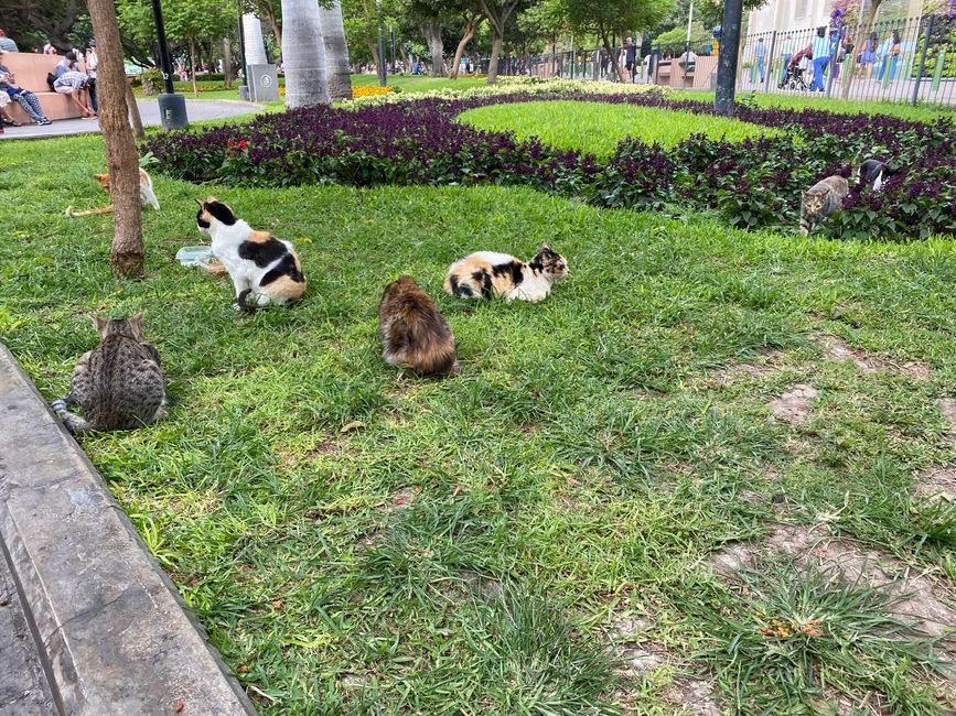 Katzen werden im Kennedy Park gefüttert 