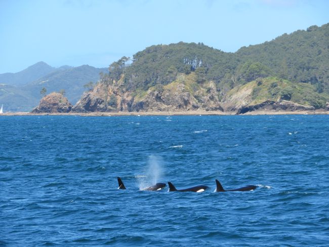 Orcas at Hole in the Rock ⛵️🐬