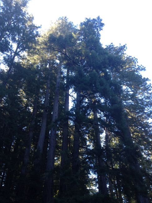 Roadtrippin' West: PCH und die Redwoods