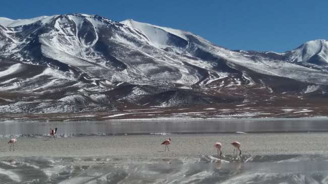 Flamingo See - Flamingos laufen auf dem Eis