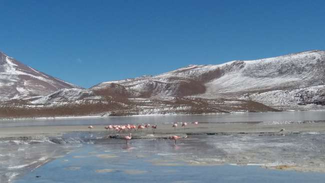 Flamingo Lake 