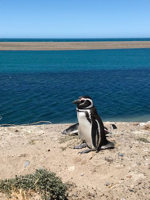 Puerto Madryn - Whales, Penguins, and Sea Elephants in the Wild