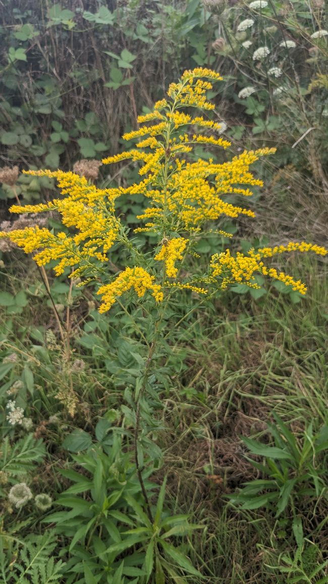 Canadian goldenrod helps with kidney disease