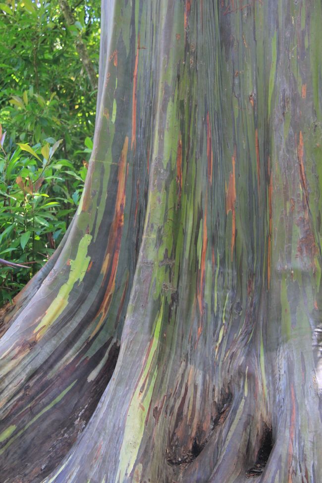 Rainbow Eucalyptus