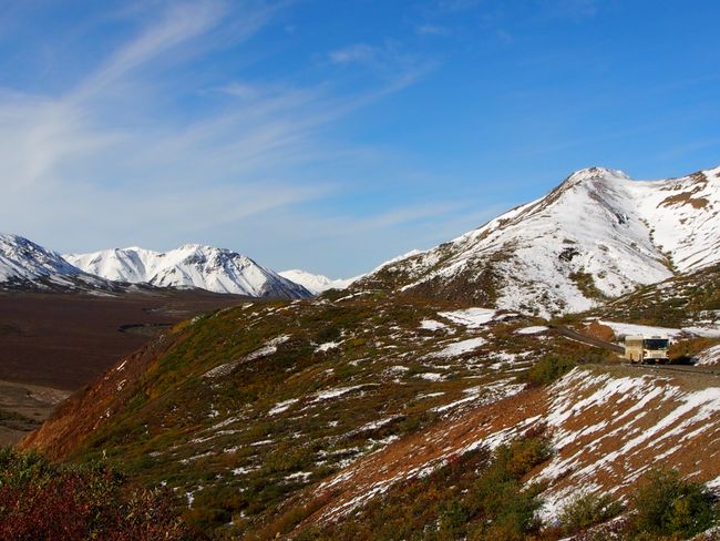 Denali National Park - Bears, Moose, and a Clear Mt. McKinley