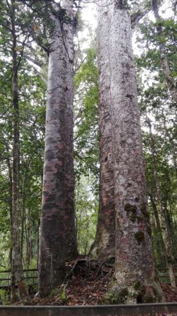 Kauri Bäume, die Vier Schwestern