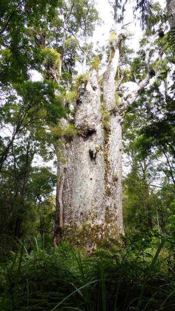 Te Matua Ngahere, 2. Größter Kauri Baum